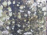image of grave number 579482